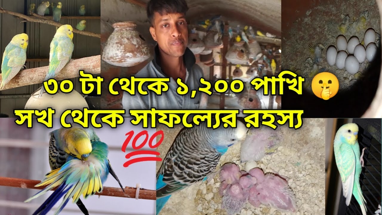 ১,২০০ বদ্রি পাখির ফার্ম ভিজিট।। কি ভাবে একাই সব দেখছে ।। Swarup & pet's