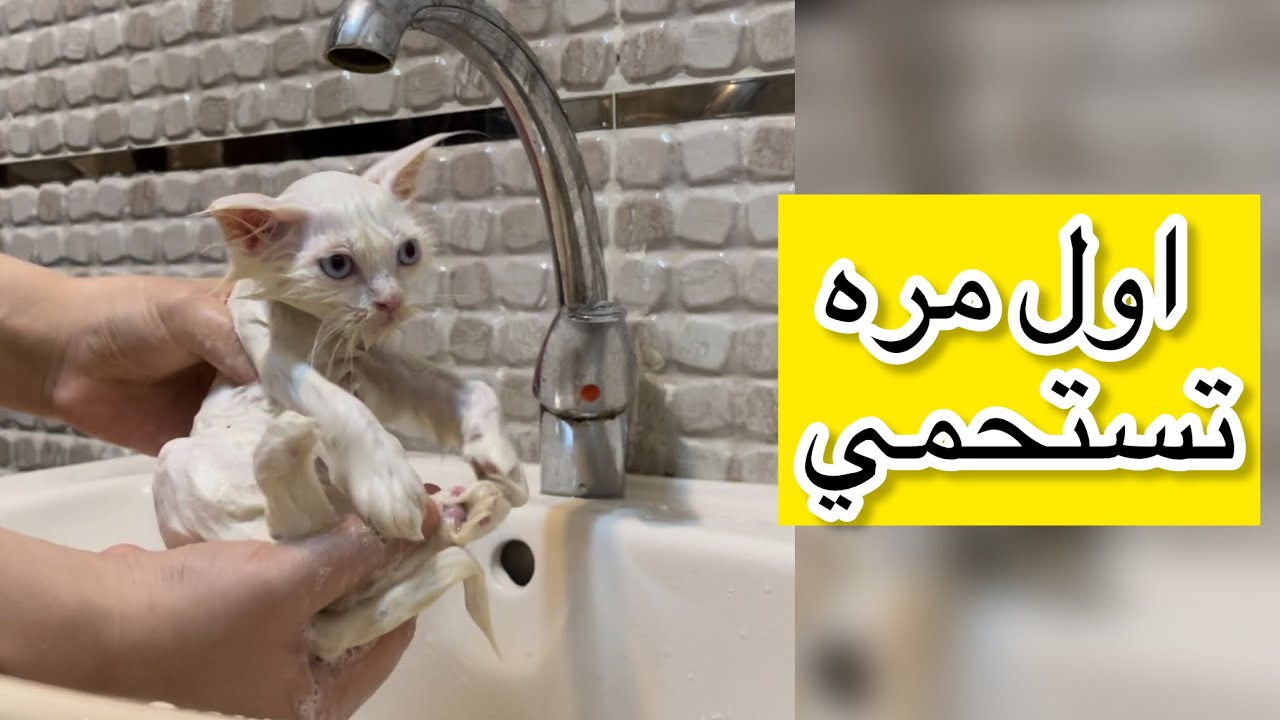 تحميم القطط الصغيره والتخلص من الحشرات بالطريقه الصحيحه