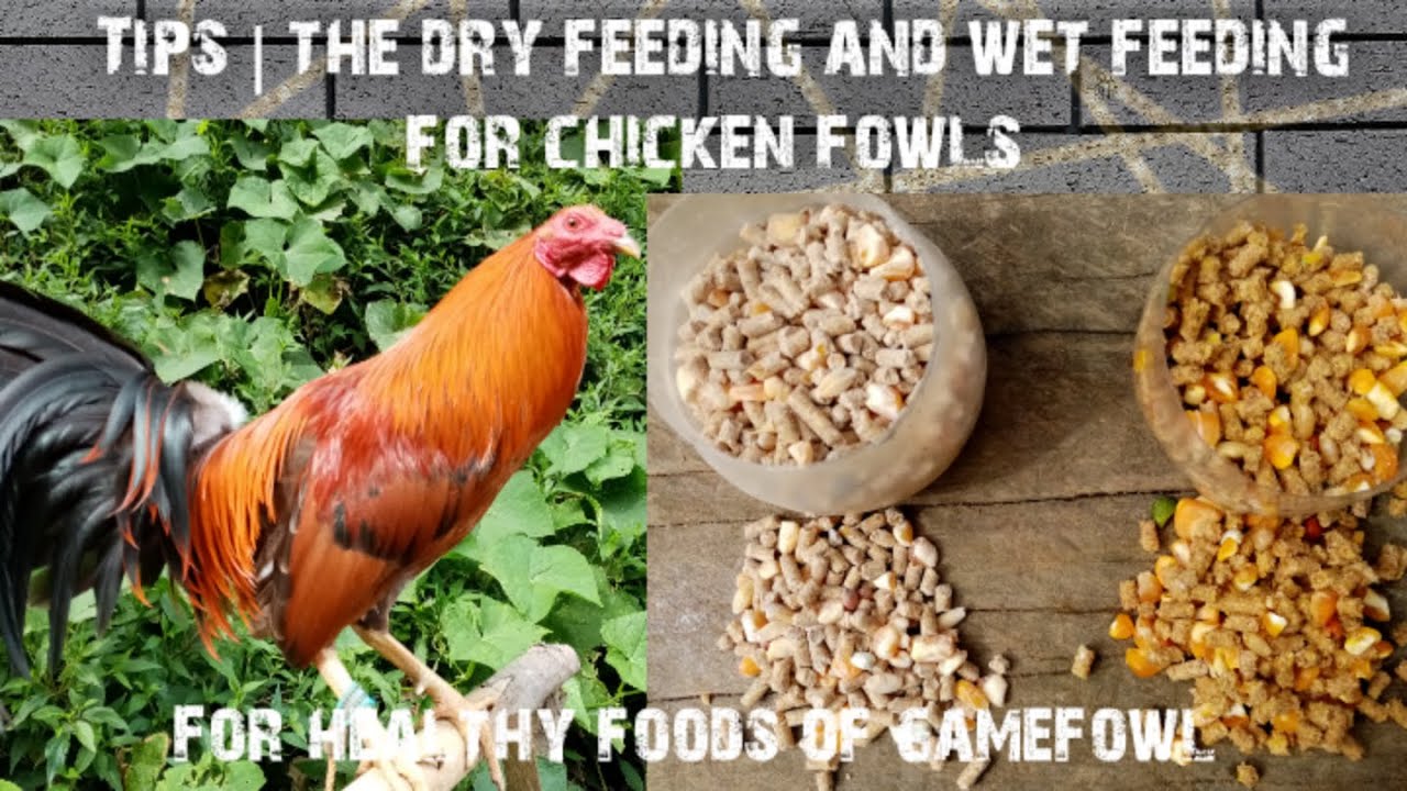 Tips | the dry feeding and the wet feeding on your chicken fowls
