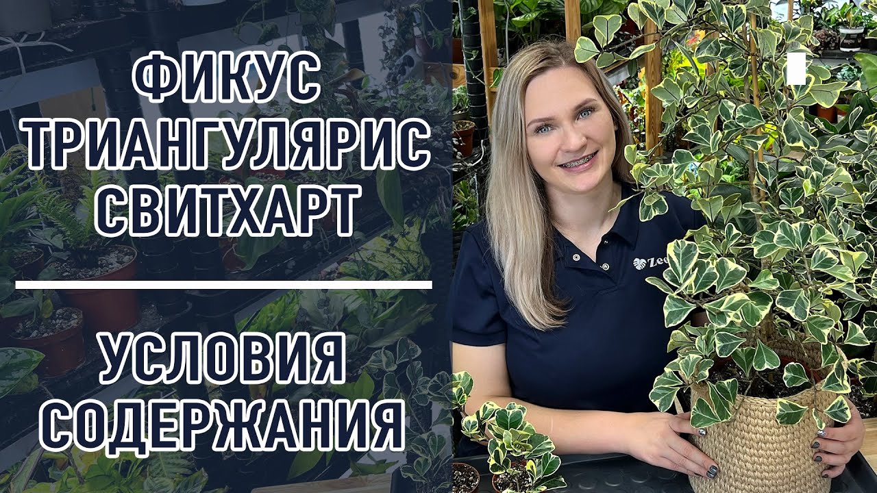 ФИКУС ТРИАНГУЛЯРИС СВИТХАРТ &ndash; редкое комнатное растение