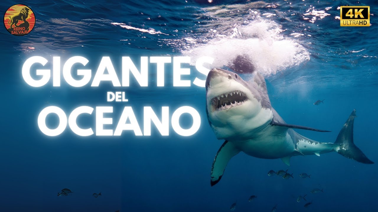 Gigantes del Océano - La Vida Secreta de las Profundidades | Documental Animal