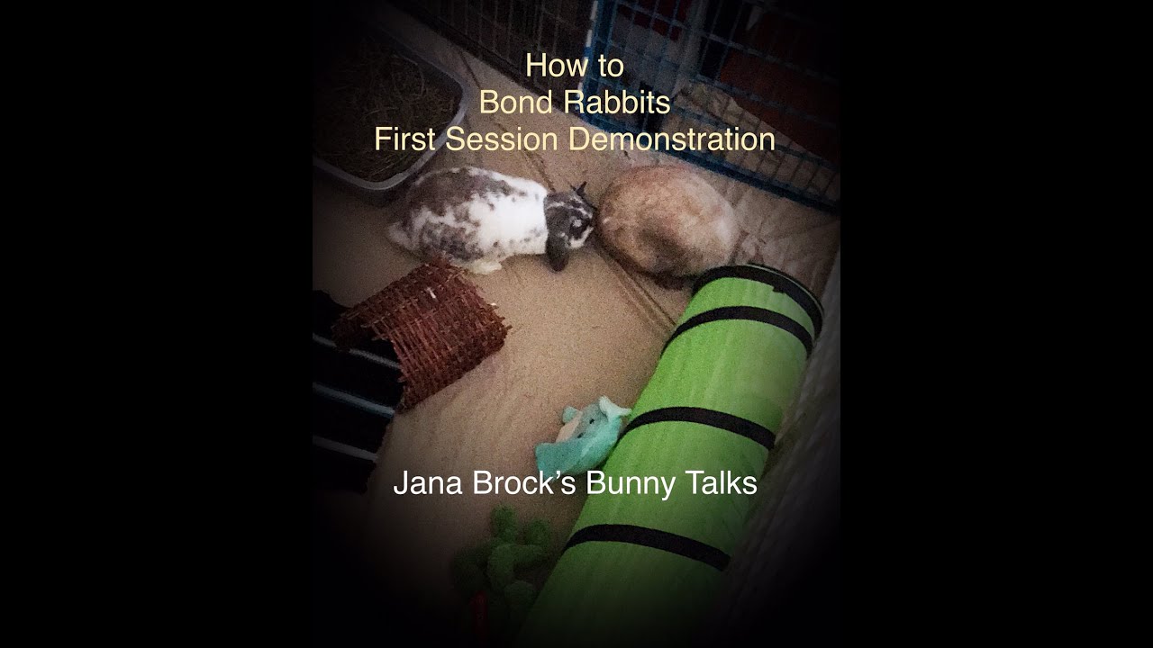 How To Bond Rabbits - First Session Demonstration