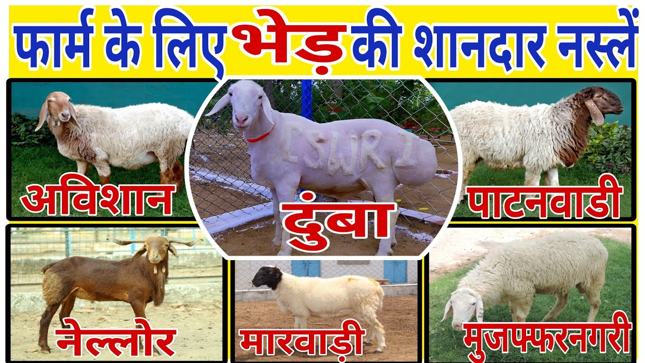 भेड़ फार्म के लिए भेड़ की शानदार नस्लें 👍 Famous Breed for Sheep Farming #goat #sheep #farming #nlm