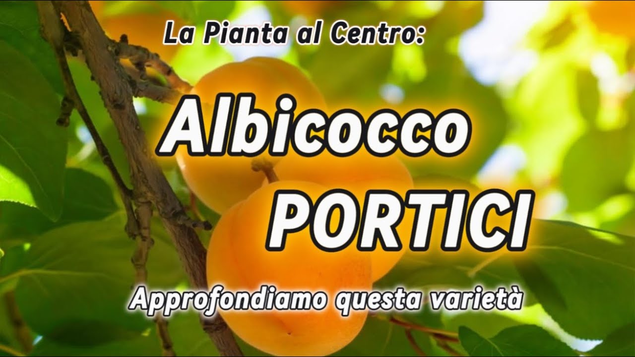 Albicocco Portici – Storia, Caratteristiche della Pianta e dei Frutti
