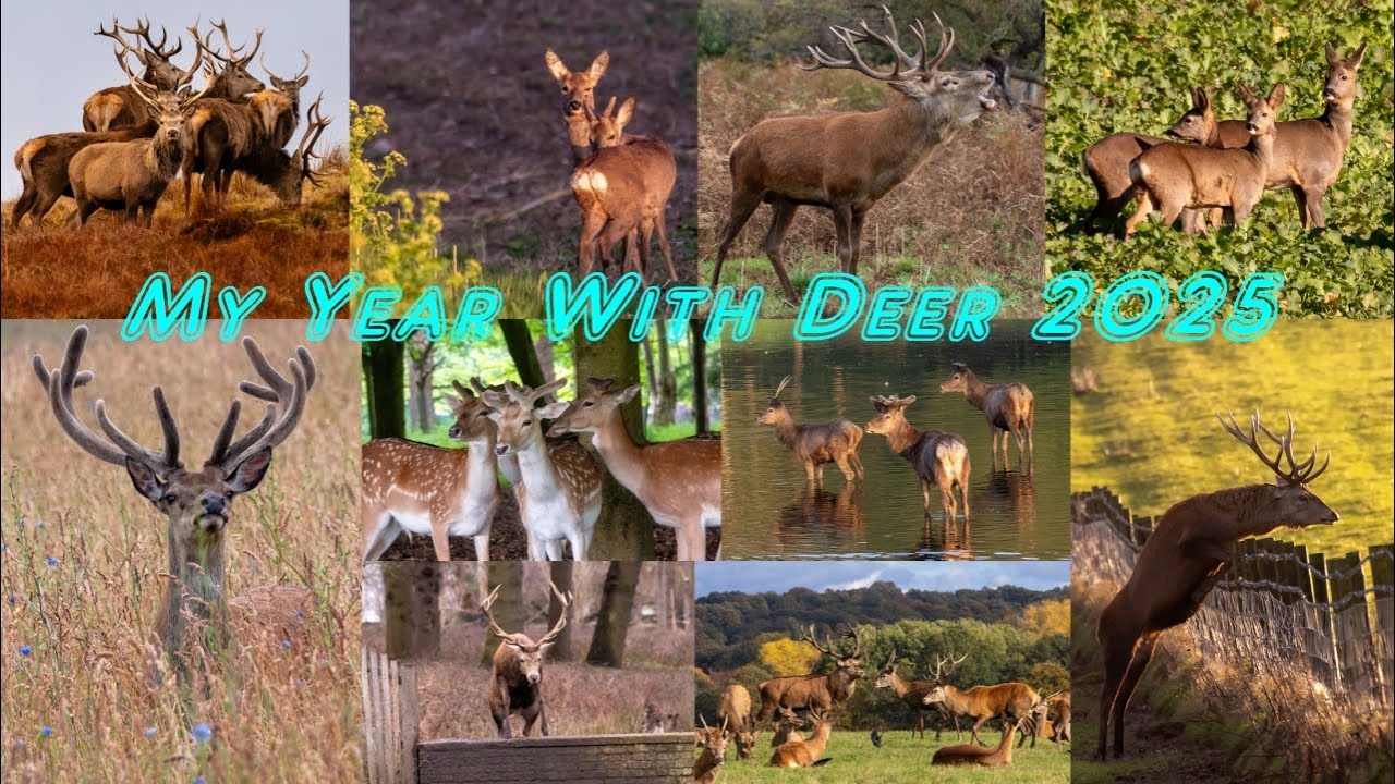 Best Deer Encounters of 2025 Caught on Camera (Month by Month)