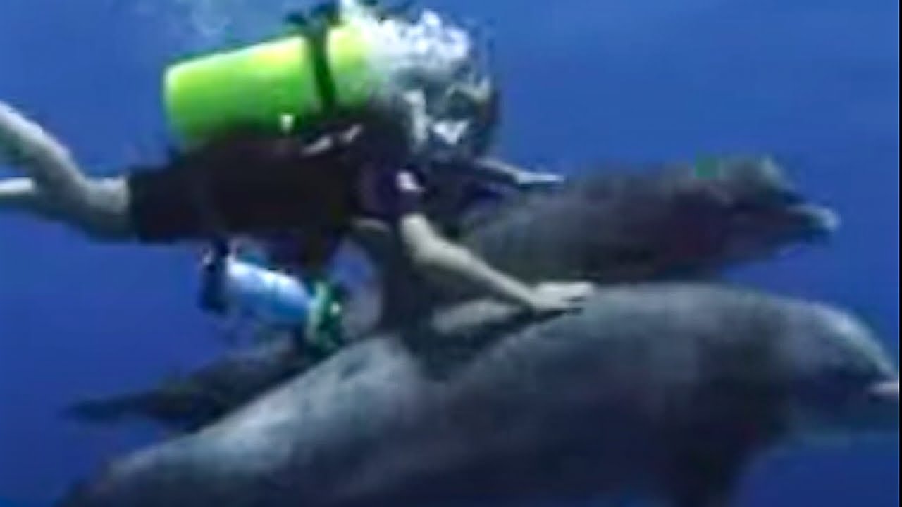 Swimming with Dolphins | BBC Studios