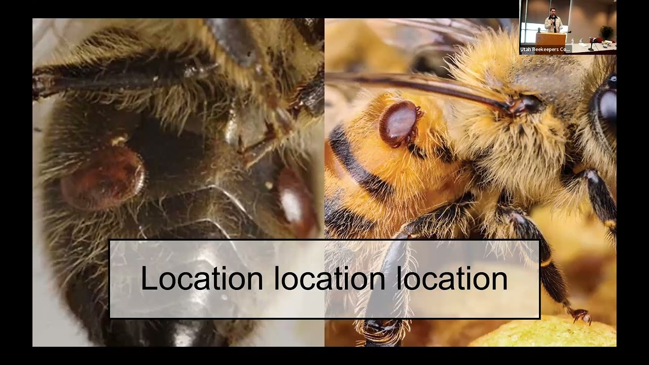 Blake Shook - Summer Hive Care - 250221