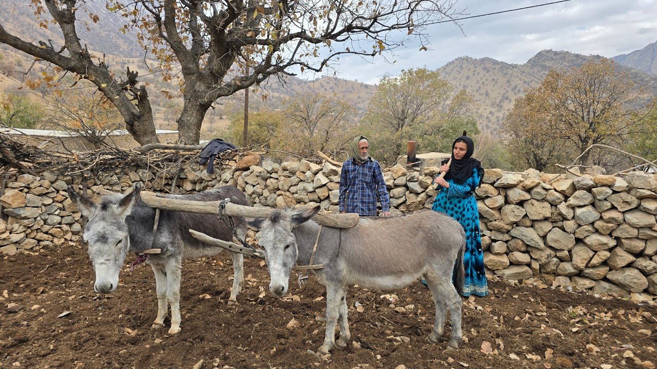 Real nomadic life | Plowing the land with a donkey and planting traditional wheat