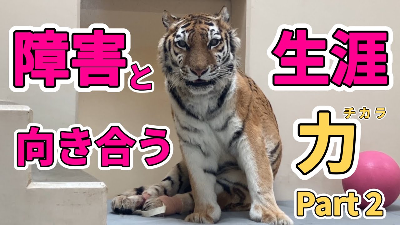 ココア展示中止そして再開！元気がもらえる不思議なパワーを持つトラ🐯生まれながらの障害に前向きな女の子。vol650@釧路市動物園