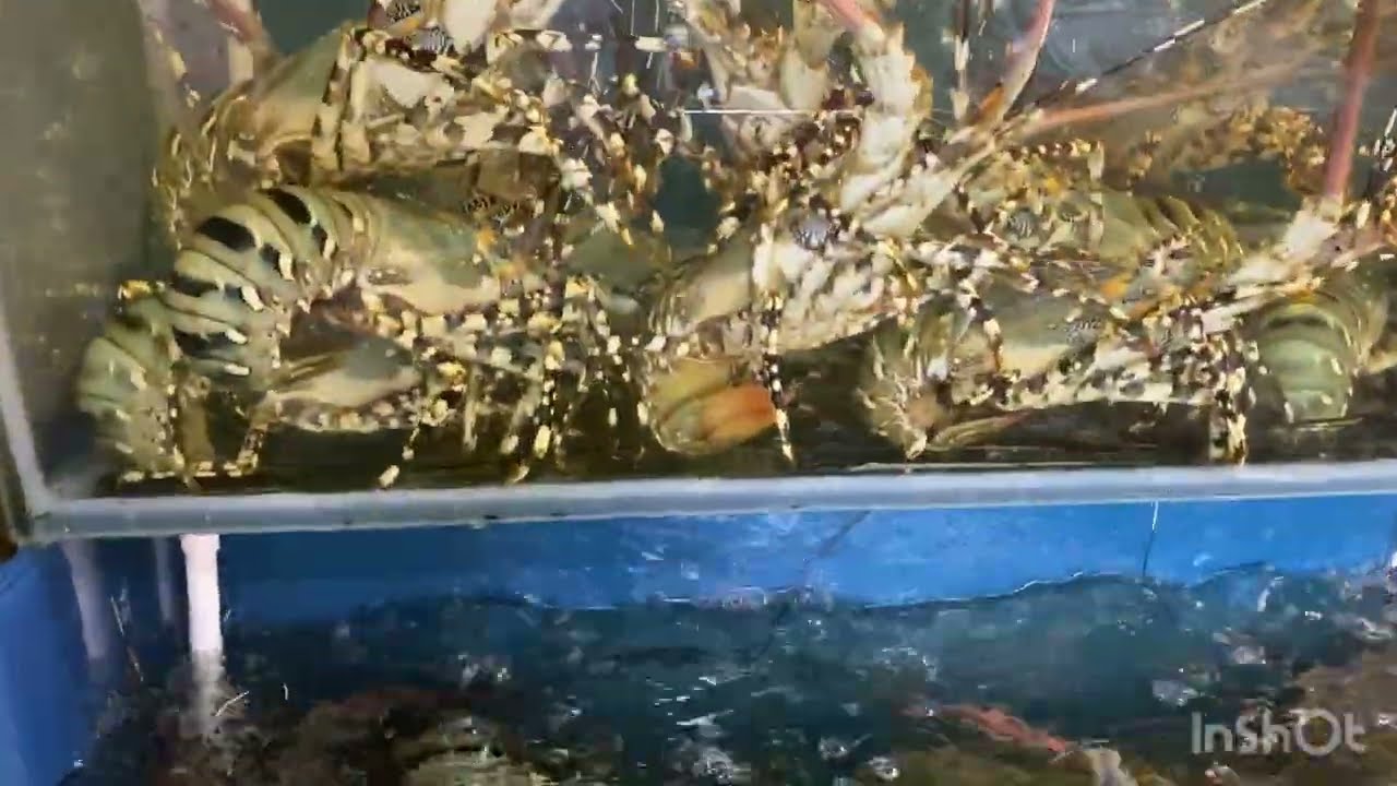 Fresh seafood market along Danang sea in Vietnam