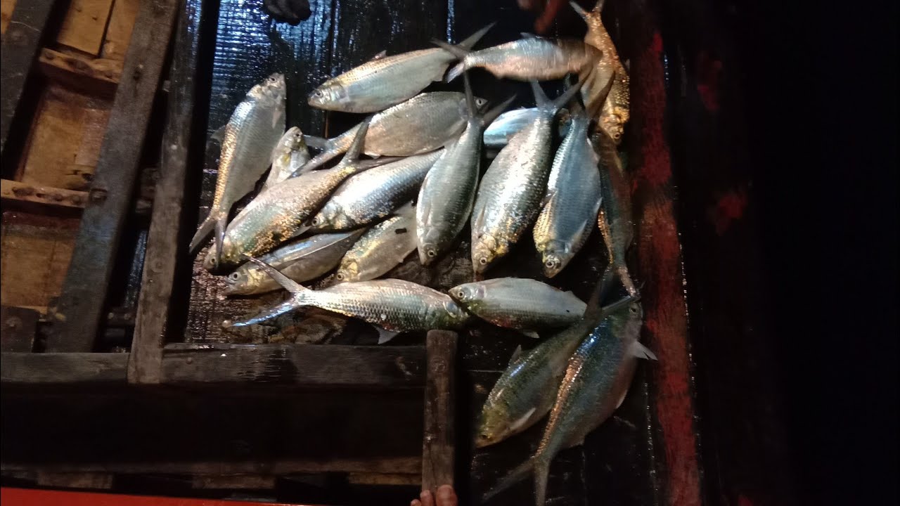 Alhamdulillah.. IKAN TERUBUK(TERUBUK SARAWAK) Rezeki Nelayan Kampung Ladong(bersama tekong Pak Mai)