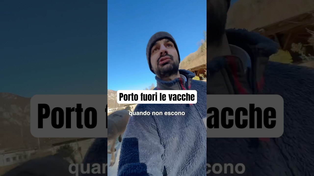Le vacche corrono e saltano 🐮