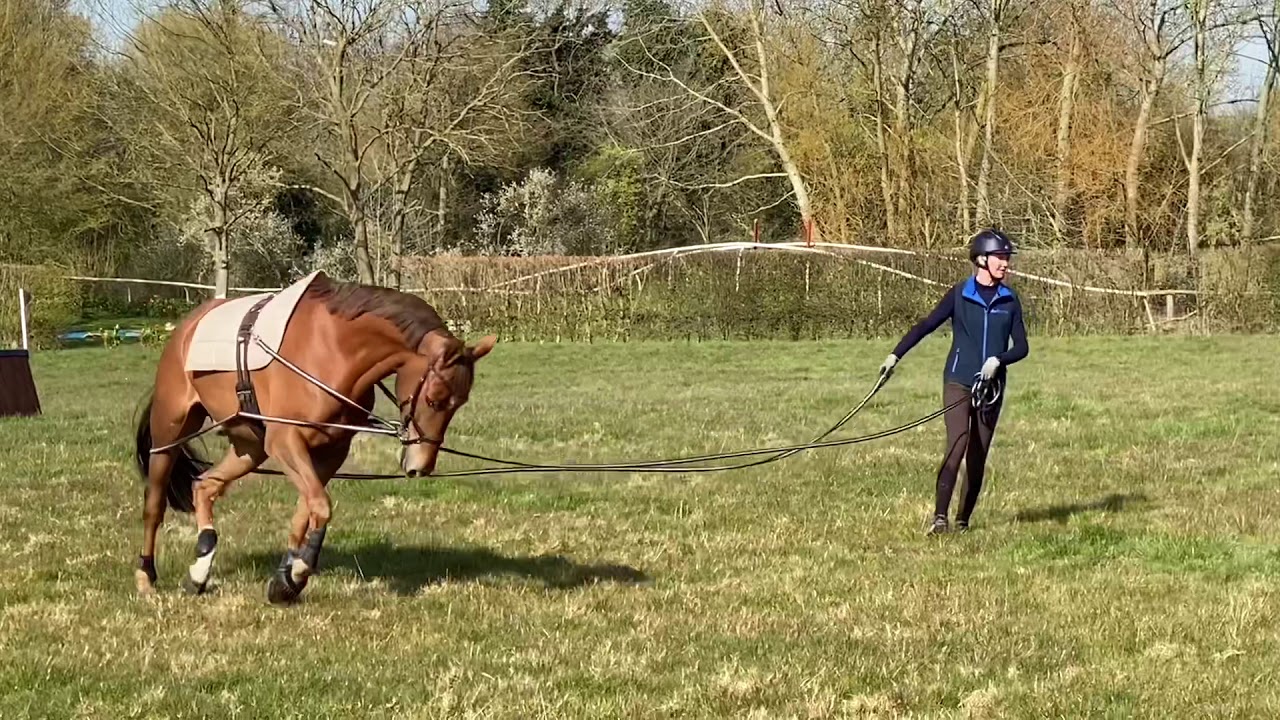 Long lining & Lunging with 2 reins