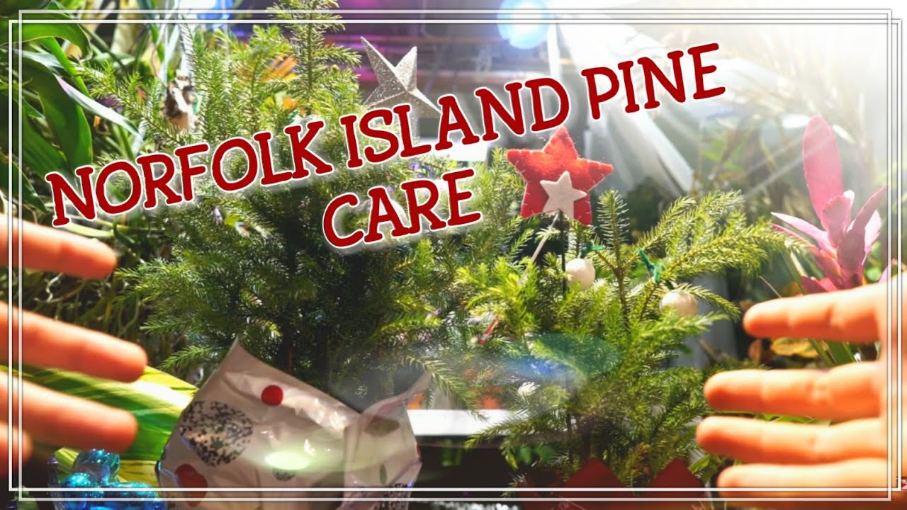 Norfolk Island Pine Tree Care