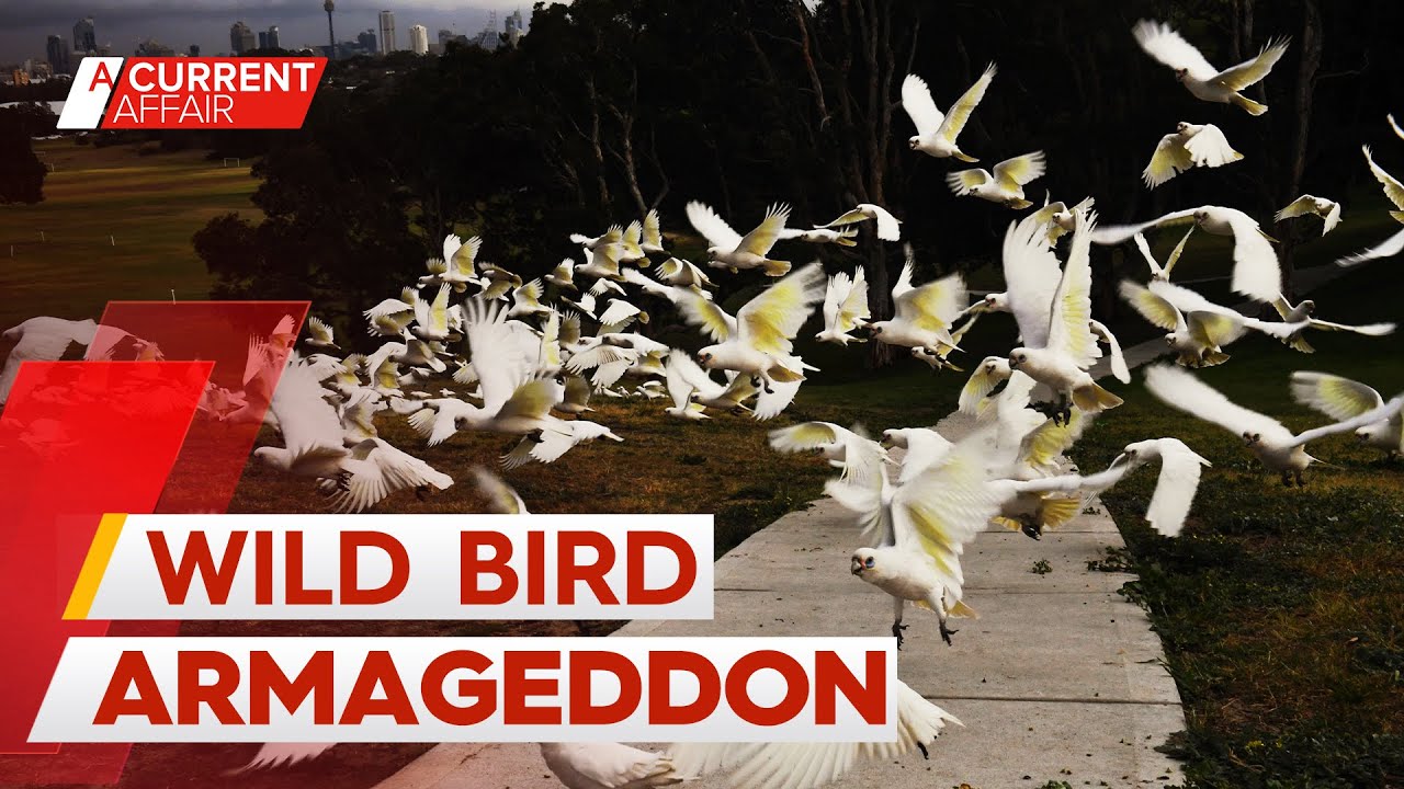 'Sleep-deprived' residents plead for bird nightmare to end | A Current Affair
