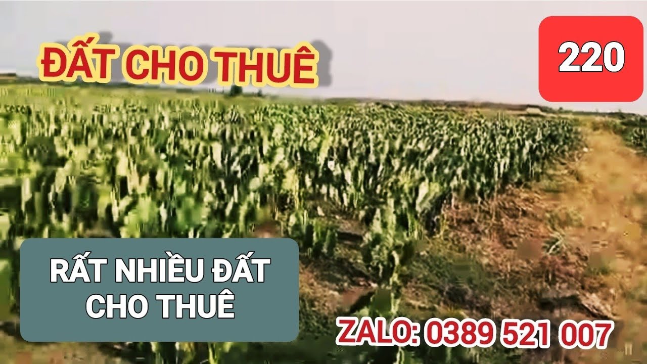 Quá nhiều lô đất cho thuê ngắn hạn, dài hạn.ai có nhưu cầu thuê hãy gọi : 0389 521 007 gặp Xuân Thủy