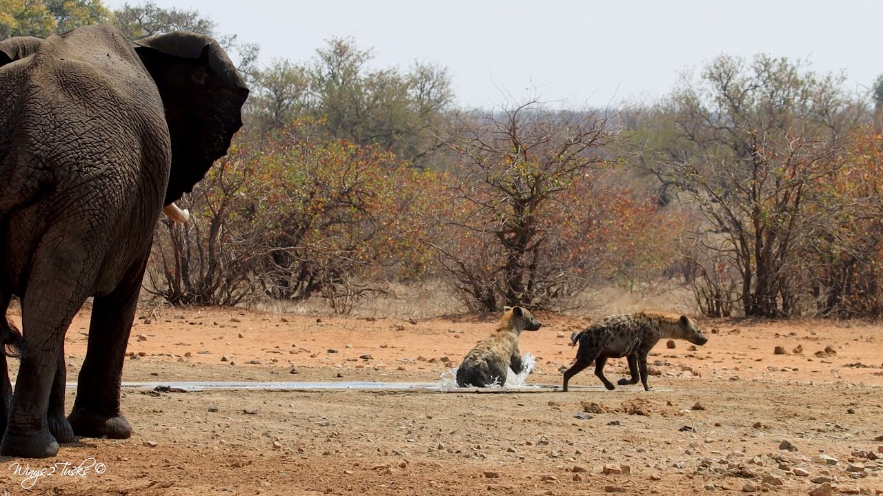 Hyenas chillin’ at the water trough, no other animals could drink … until an elephant stepped in