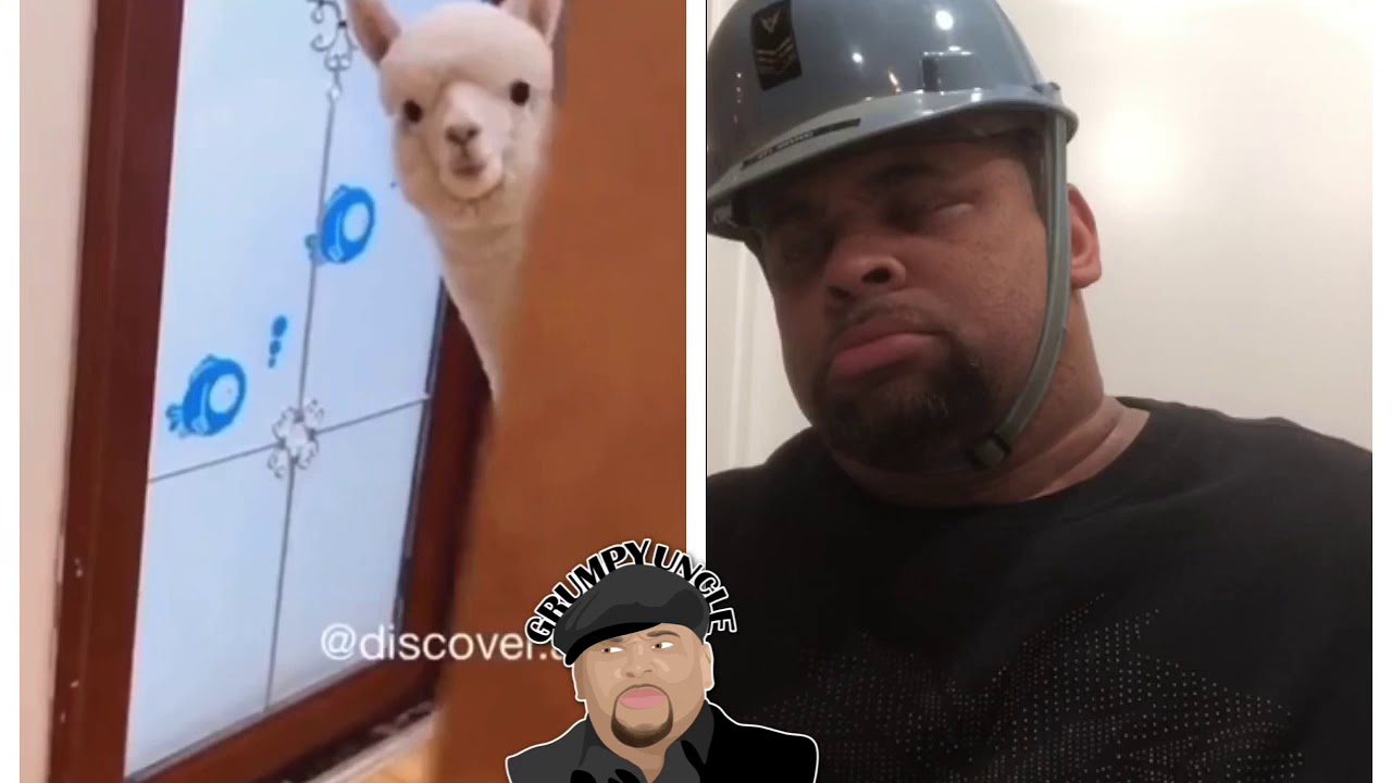 Polar Bear Giraffe Goat