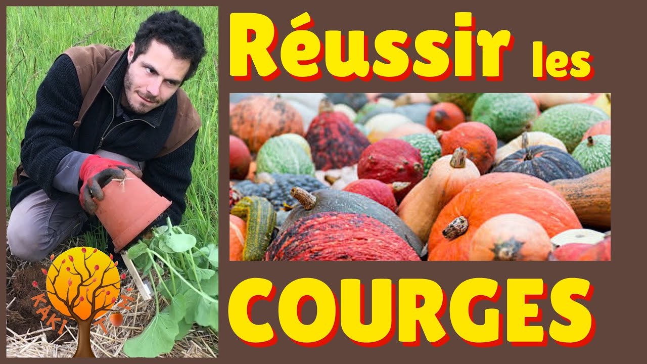La Culture de COURGES 🎃 en 🔸 Association avec les Arbres Fruitiers 🔸 Plantation de Potimarrons