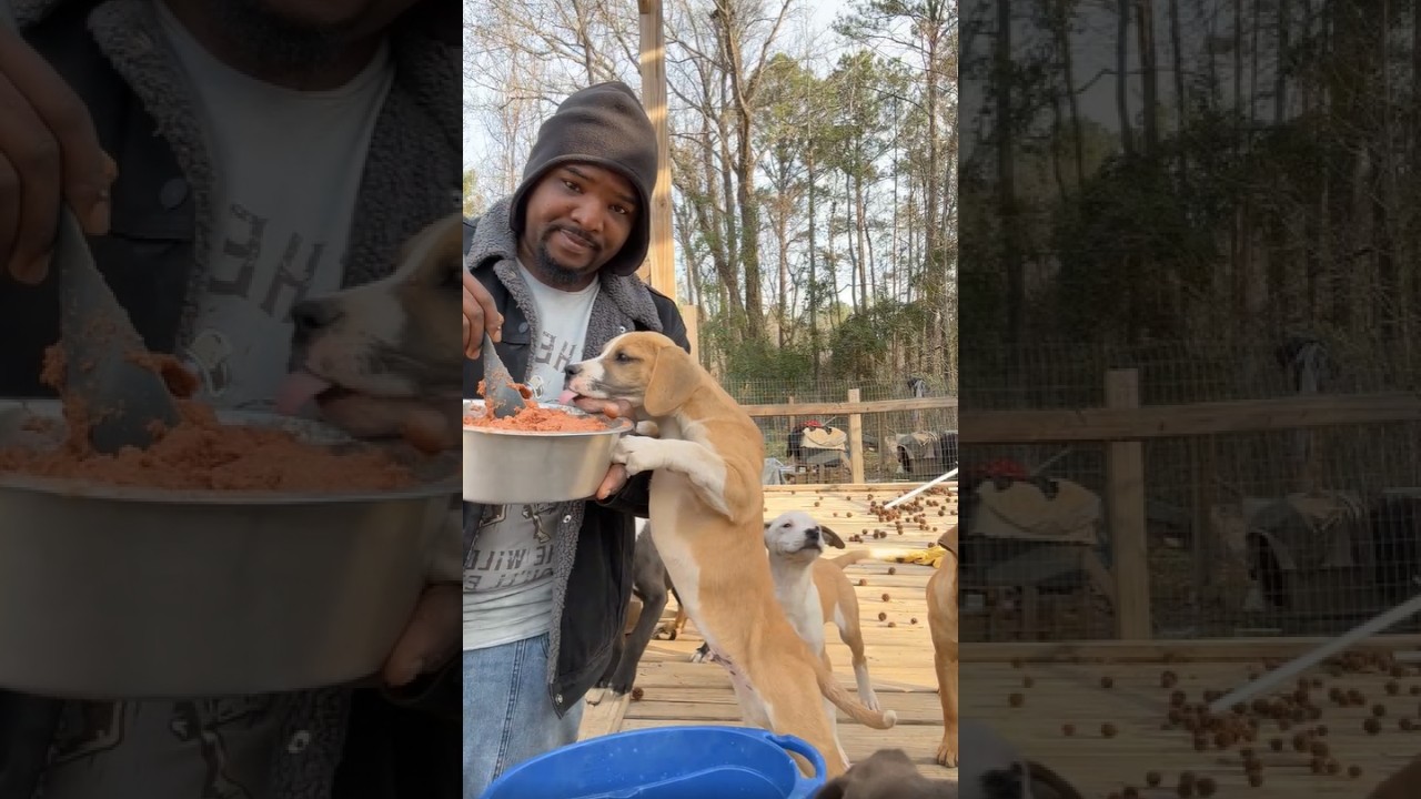 Today is my dogs feeding day | Charles Mrs Netta Man