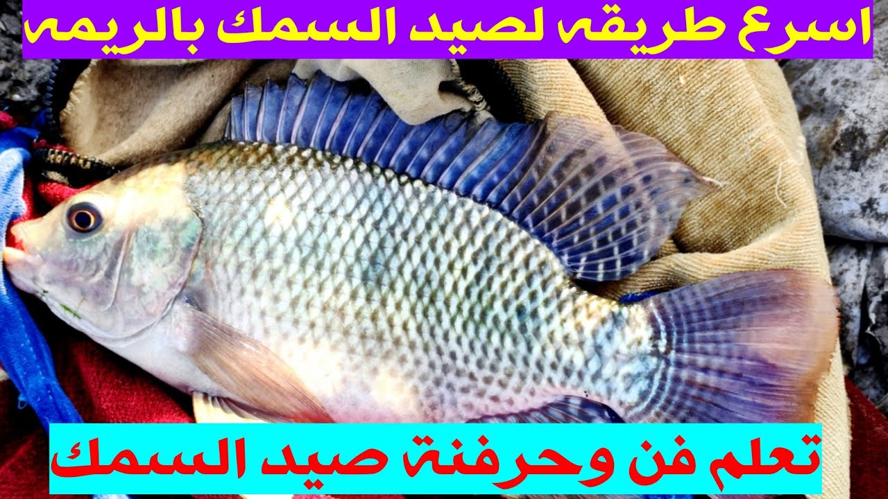 الطريقة الصحيحة لصيد سمك البلطي بالريم شاهد ازاي تصطاد في الميه السريعه مع احتراف صيد البلطي بالريم