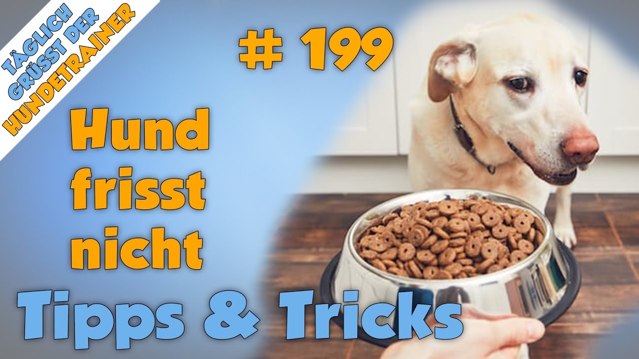 3 einfache Tipps das Fressverhalten zu verbessern! (Hilfe mein Hund frisst nicht mehr!😞) TGH 199