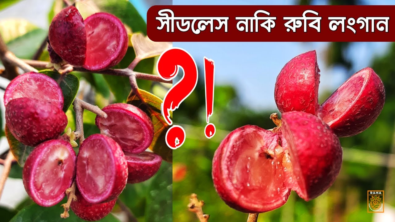 সত্যি জানুন | রুবি লংগান,ক্রিস্টাল,সীডলেস রুবি, সবগুলোই একইজাত || Ruby Longan,Cristal Or Seedless ||