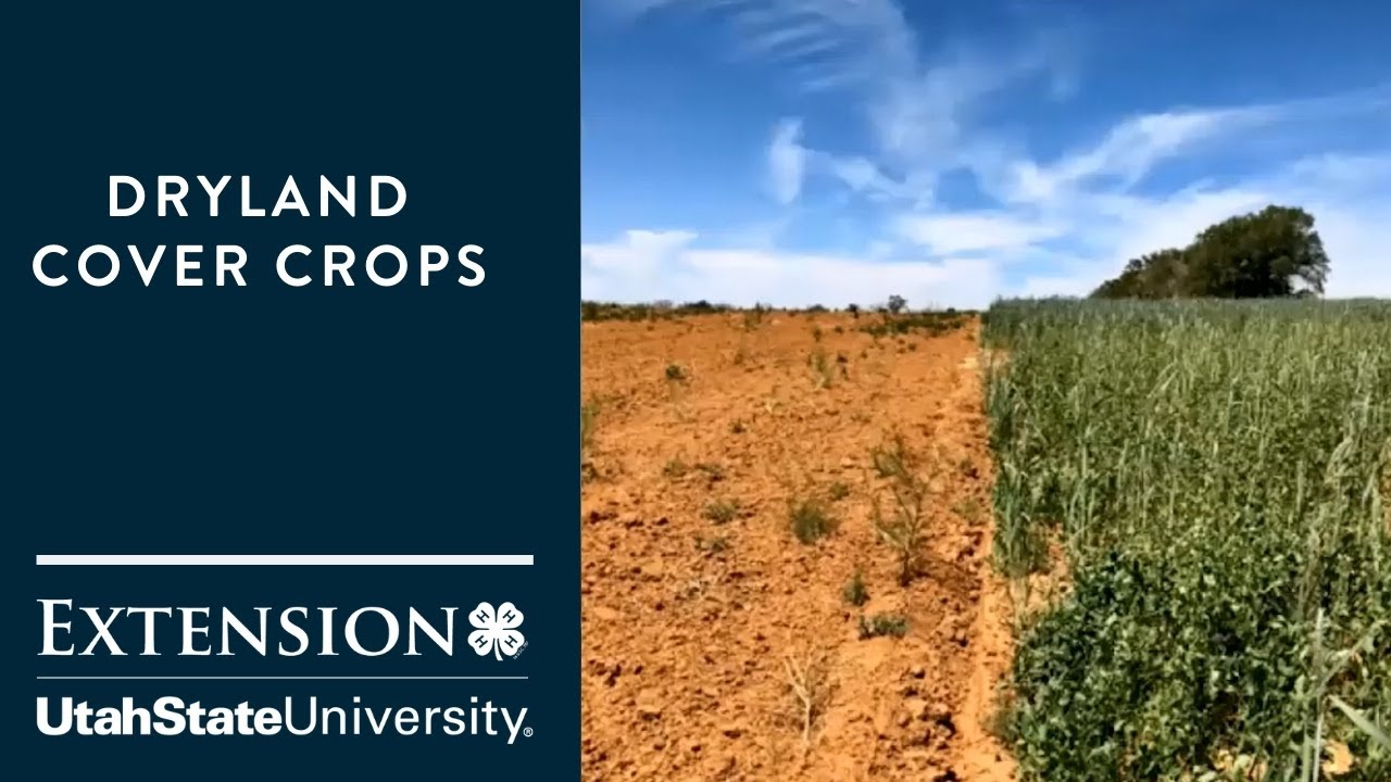 Dryland Cover Crops