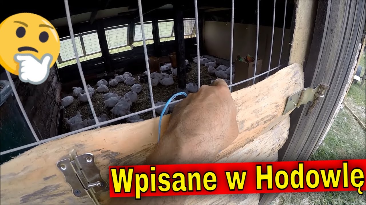 Piętnastoletnia węza od Widza! | Ubój kurczaków. Procedura.