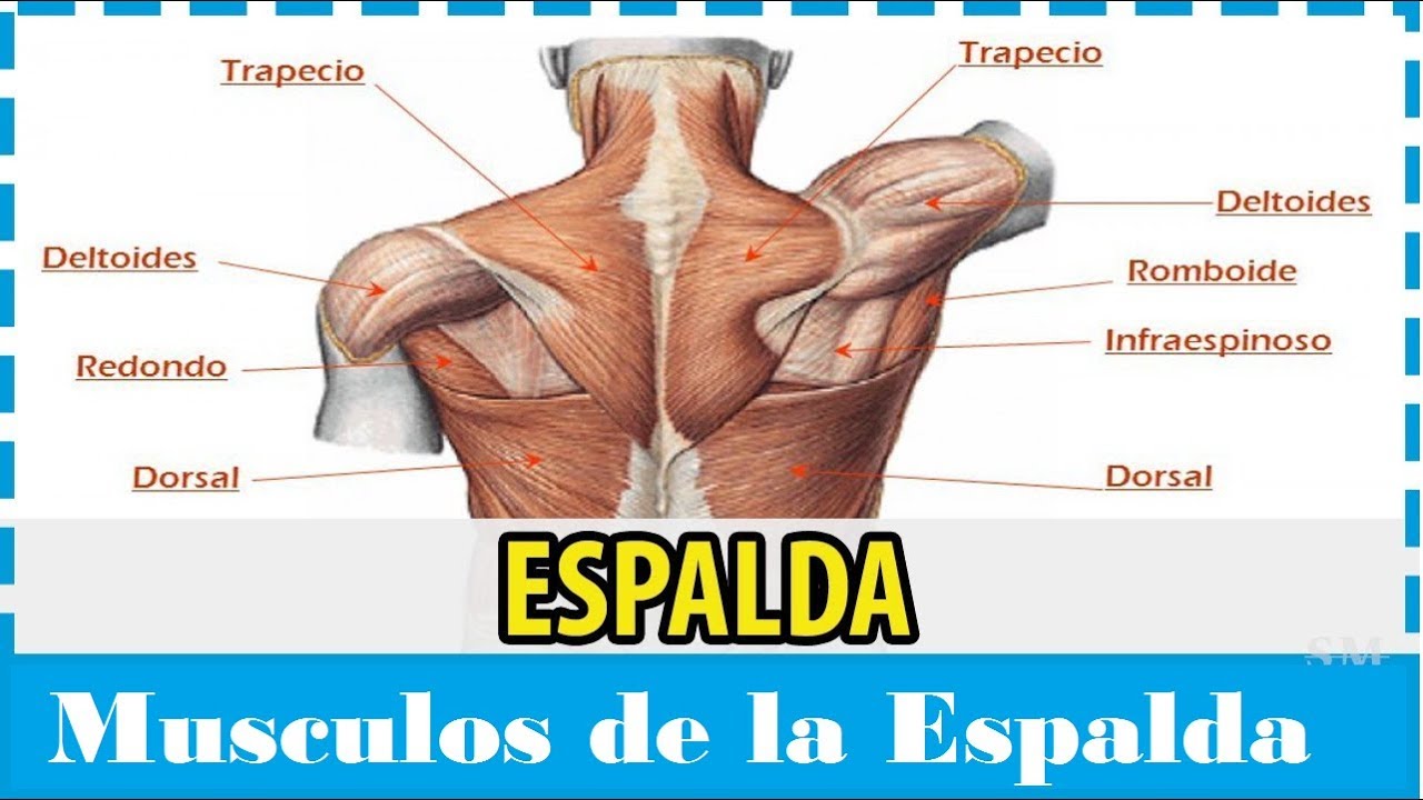 Animación sobre la anatomía de los músculos de la espalda