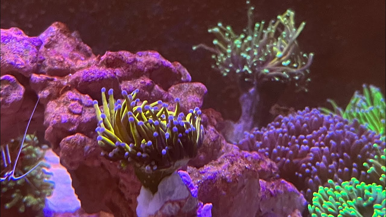 150gallon/575Liter LPS dominant mixed reef