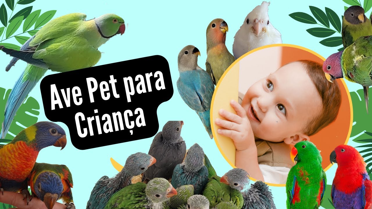 Cinco Opções de Aves para Crianças