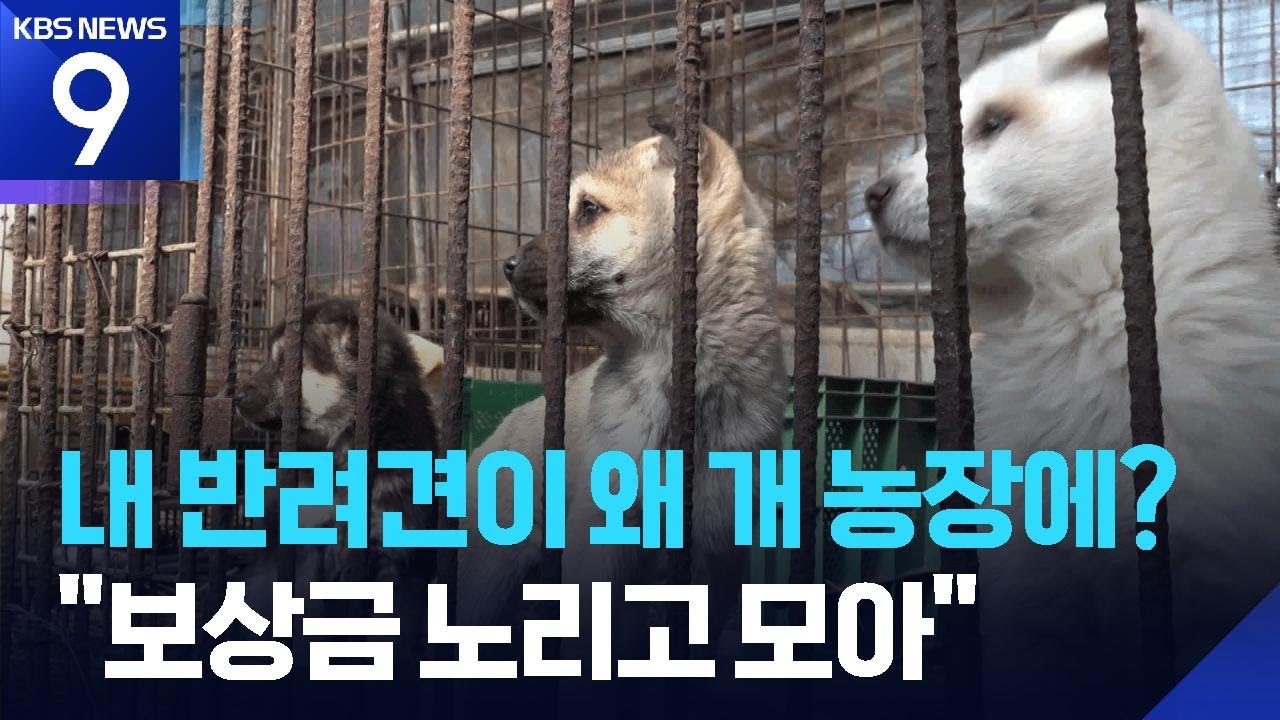 ‘개식용 금지 처벌’ 앞두고 사라진 ‘곰순이’ [9시 뉴스] / KBS  2026.01.29.
