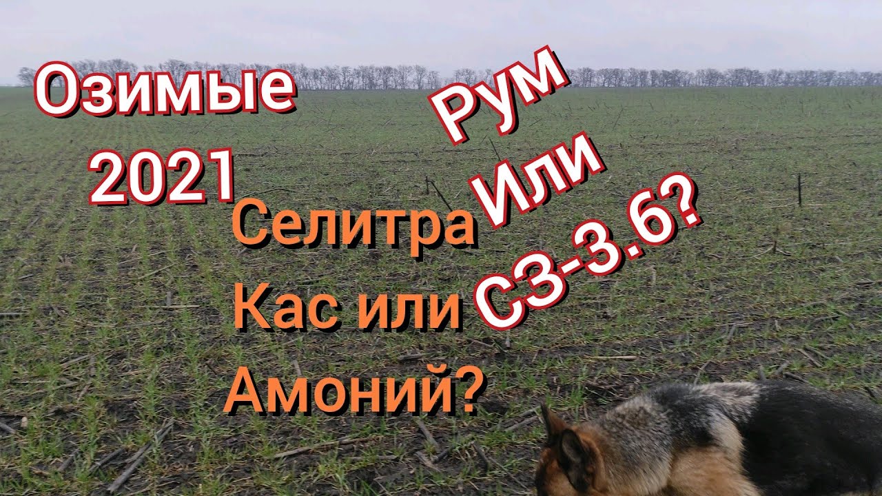Озимая после КАС. Амоний, КАС, Селитра.?Рум,Или Сеялка?