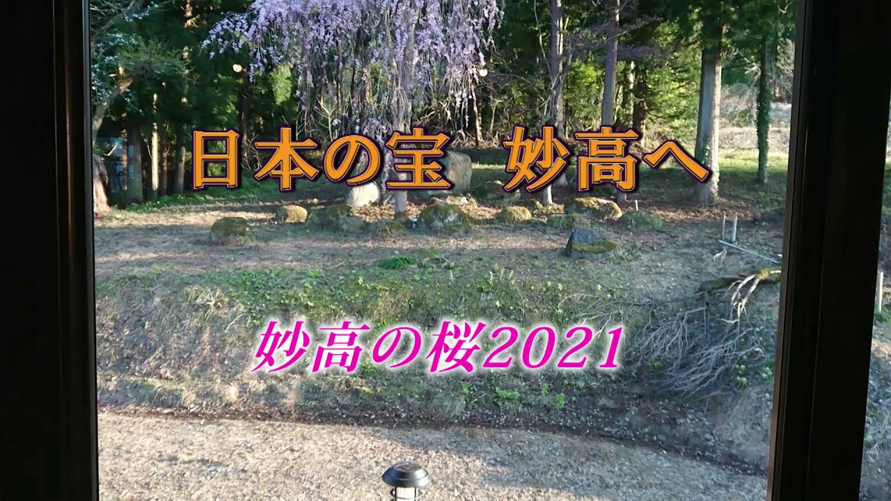 日本の宝　妙高へ「妙高の桜2021」