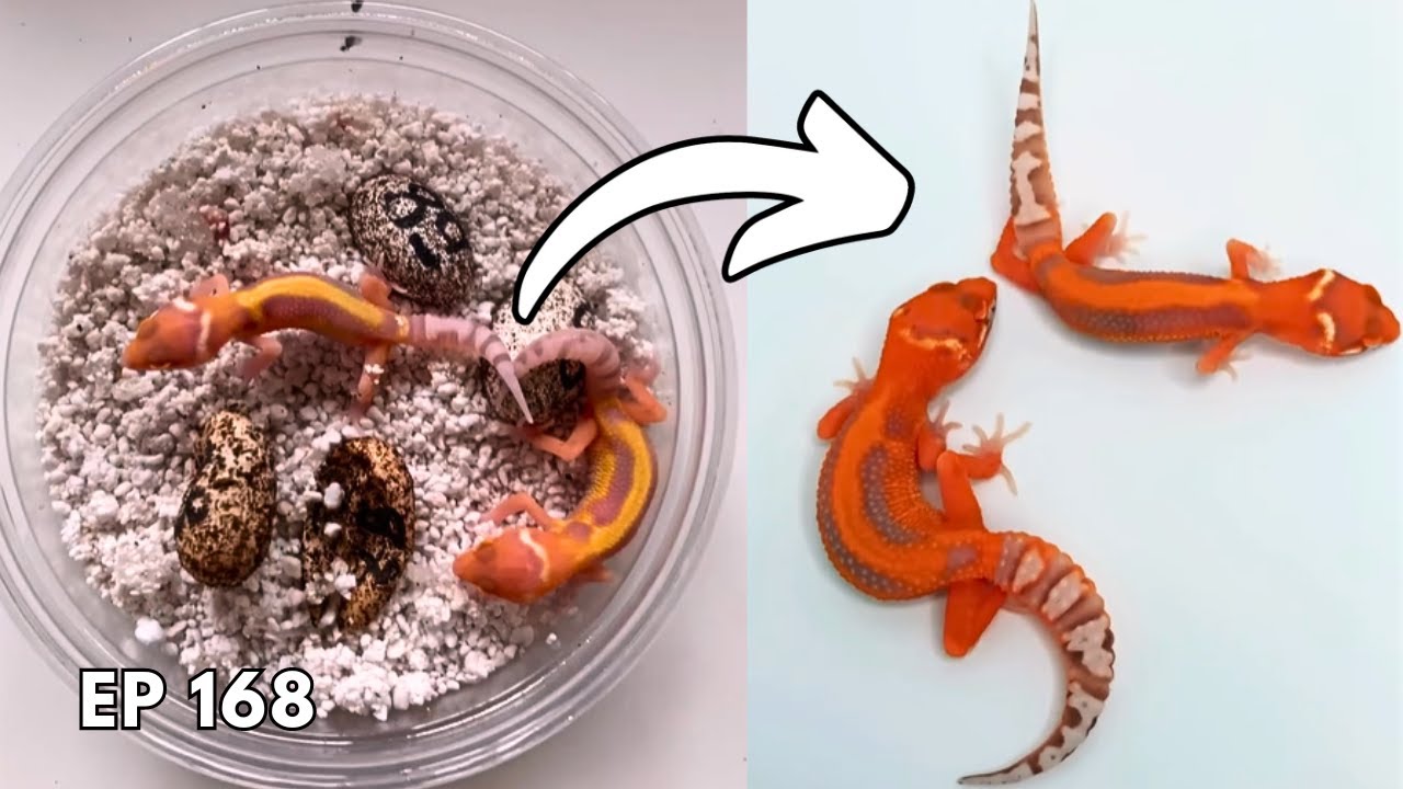 How to Breed Leopard Geckos