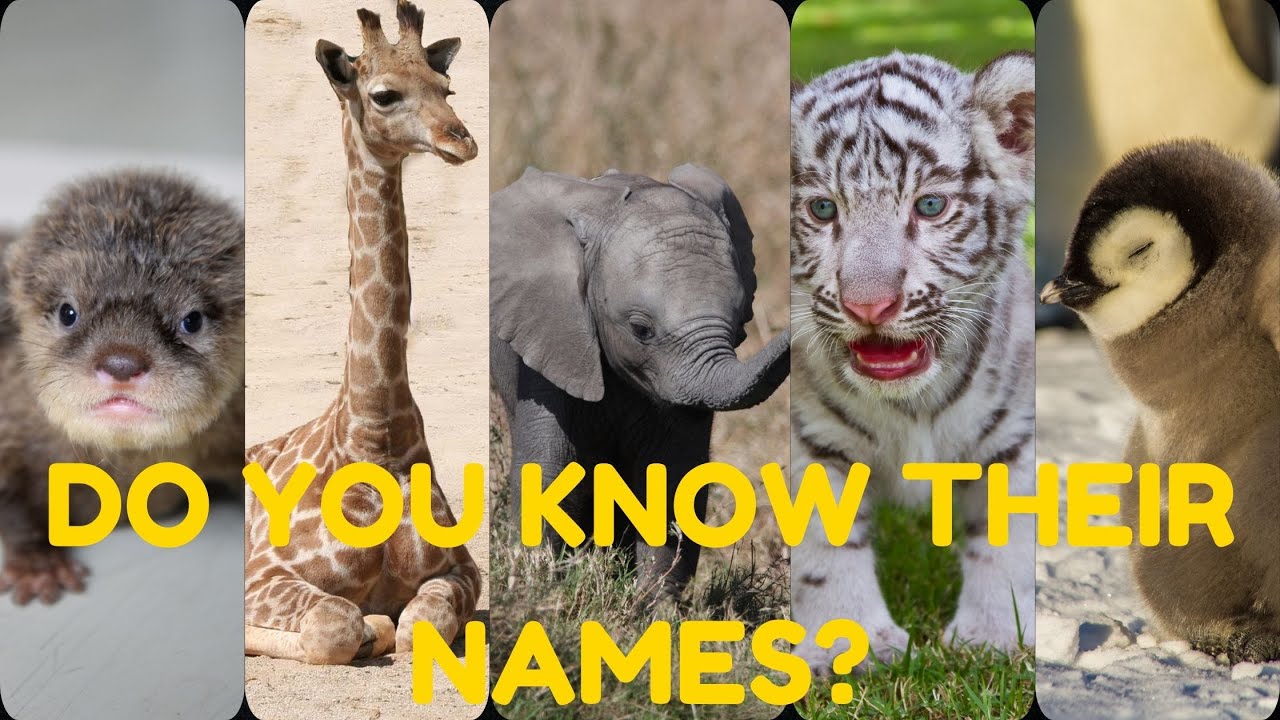 Adorable and Surprising! Baby Animal Names You Didn't Know