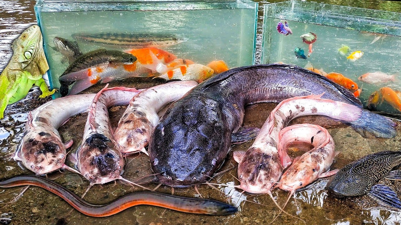 Catching Albino Catfish in Holes, Monster Catfish, Snakehead Fish, Eels, Ornamental Fish, Betta Fish