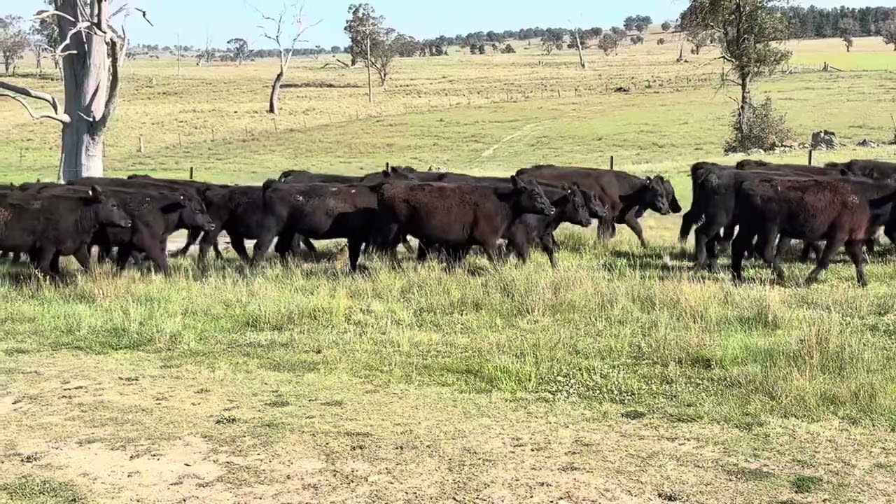 Weaner and Yearling 24-10