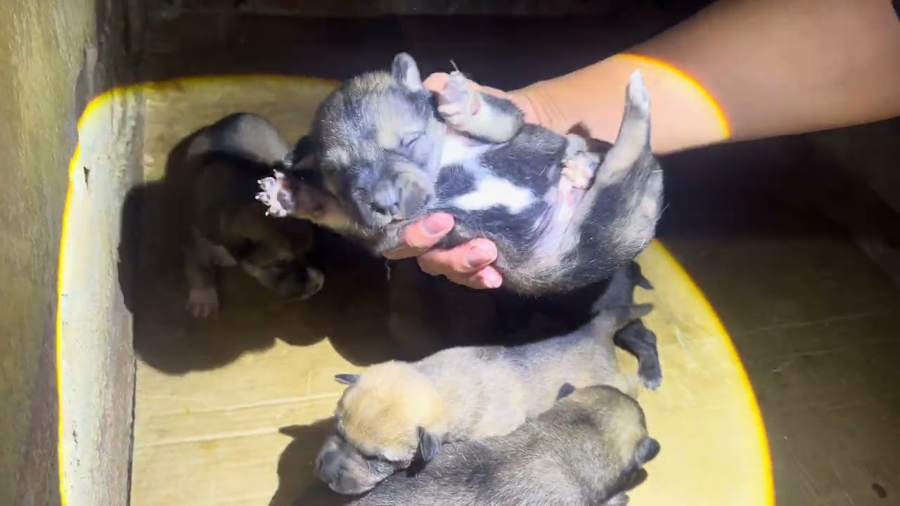 Checking on Puppies Sleeping in an Old House on a Cold Rainy Night