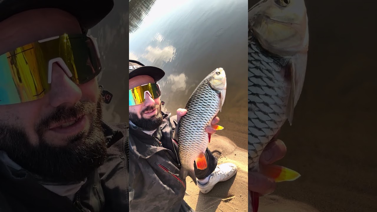 Marcowy Odrzański kleniorek na woblera. Bryka Fishing