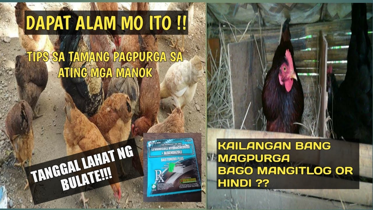 TAMANG PAGPURGA SA MANOK (HOW TO DEWORM CHICKEN)#DEWORMING #PROGRAM