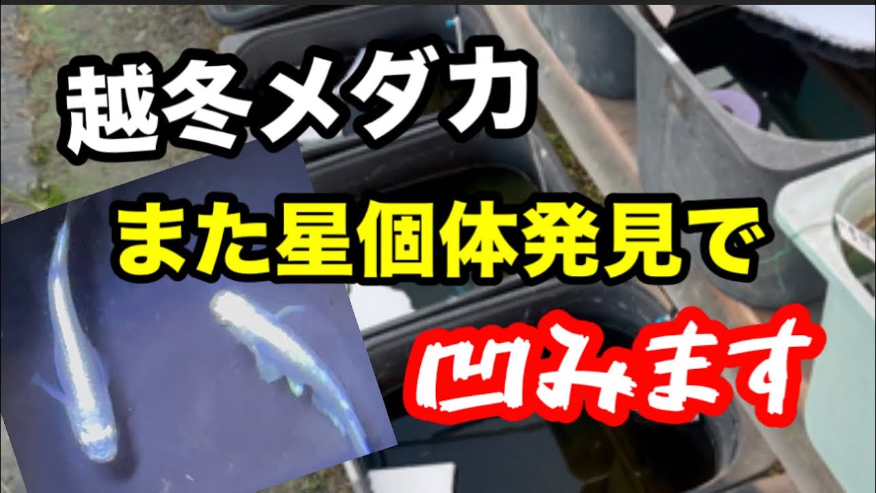 屋外も屋内も上手くいきません【メダカ】