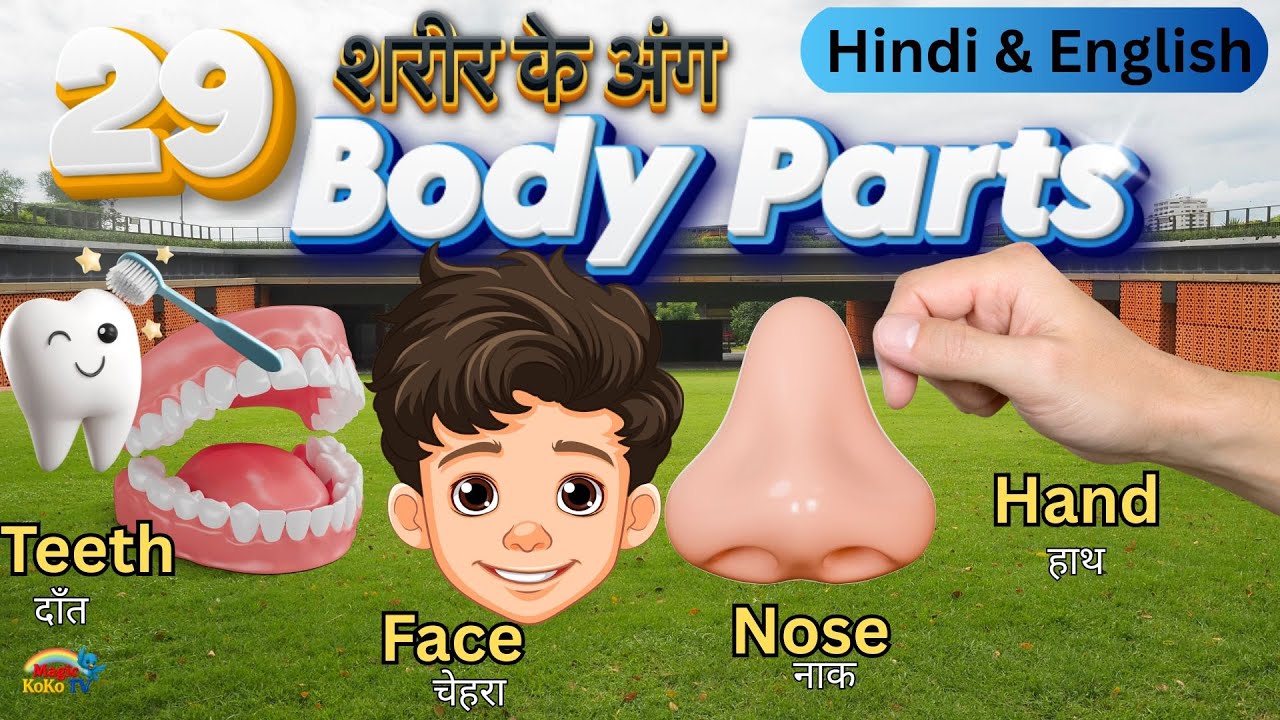 My Body Parts Song 💪🏻 I Learn Human Body Parts for Children I Magic KoKo TV I