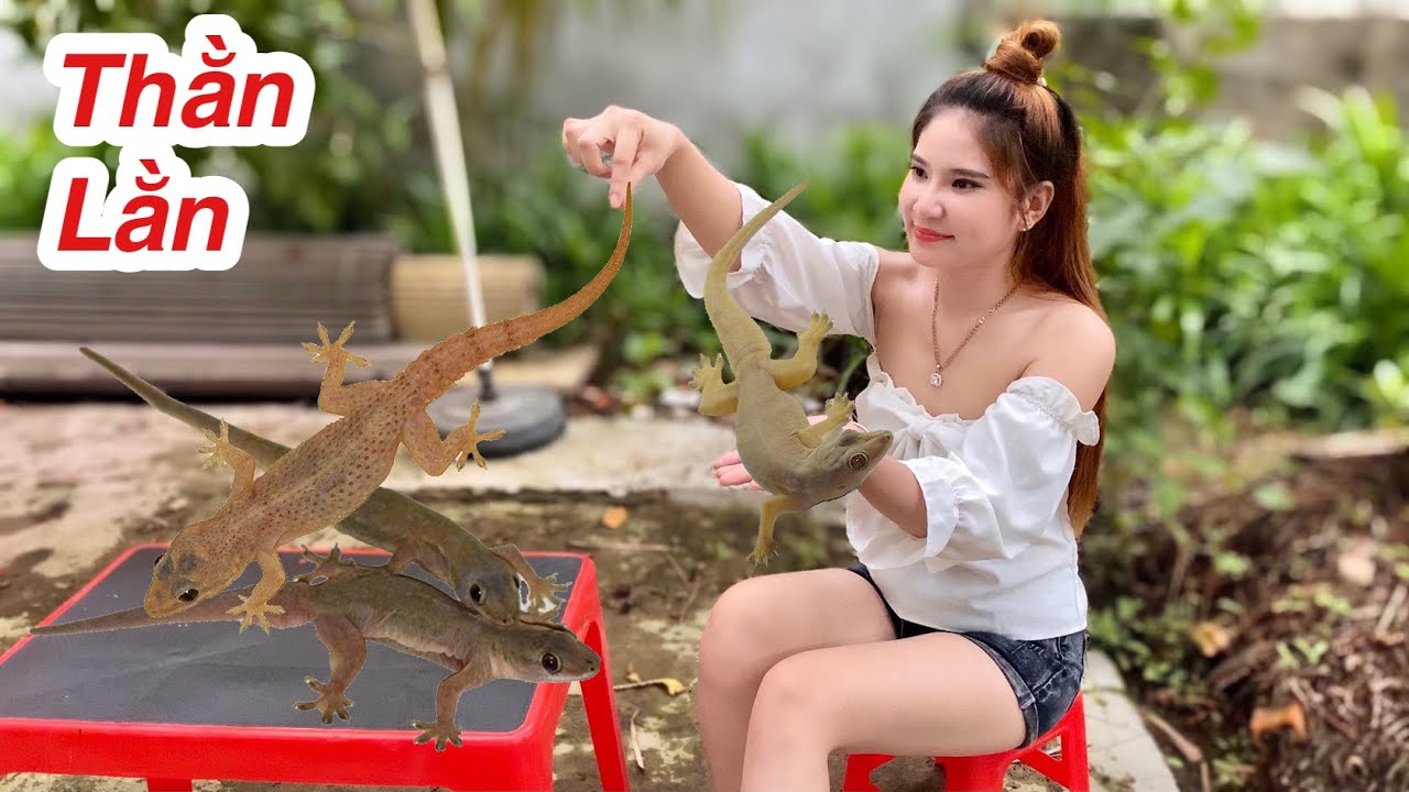 Bắt Hết Thằn Lằn (Thạch Sùng) Trong Nhà Một Cách Đơn Giản Ít Ai Biết