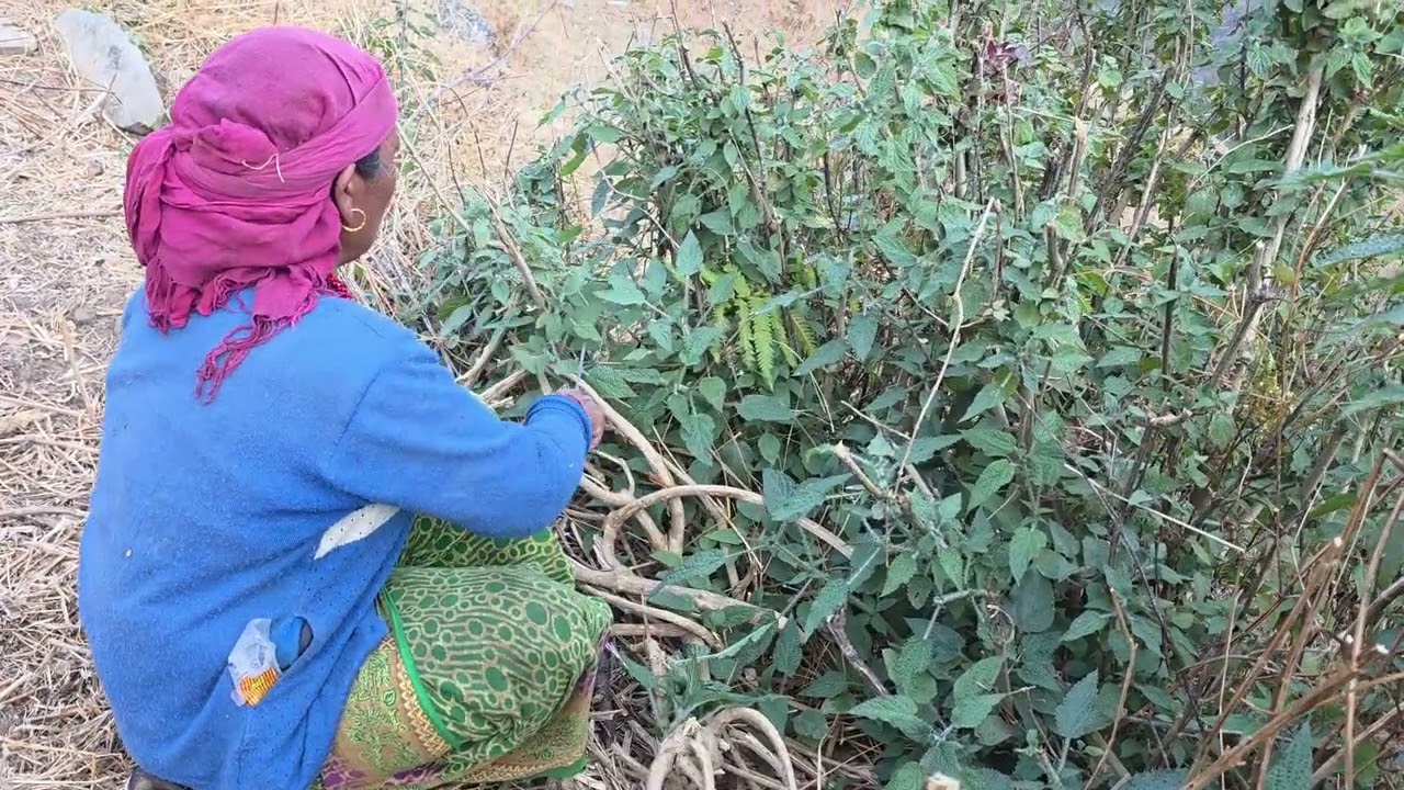 Real Rural Life of Nepal / Village Daily Routine with Fresh Organic Food and Hard work #village 
