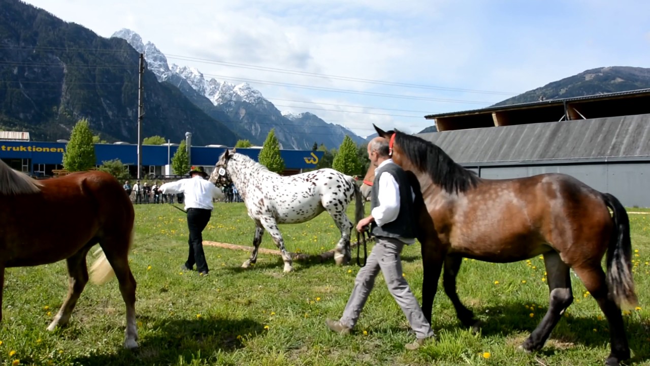 Bezirks-Pferde-Ausstellung 2017 in Lienz