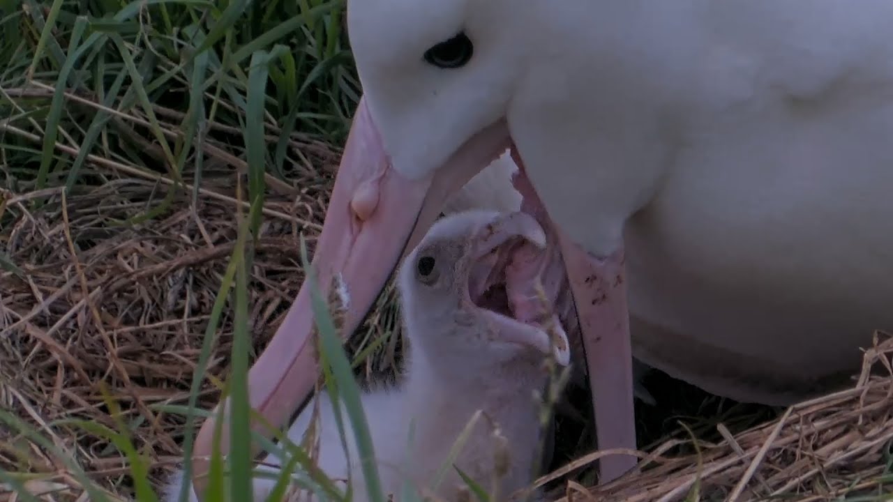 Mom Serves Up Big Meal To Her Chick At Royal Albatross Nest | DOC | Cornell Lab