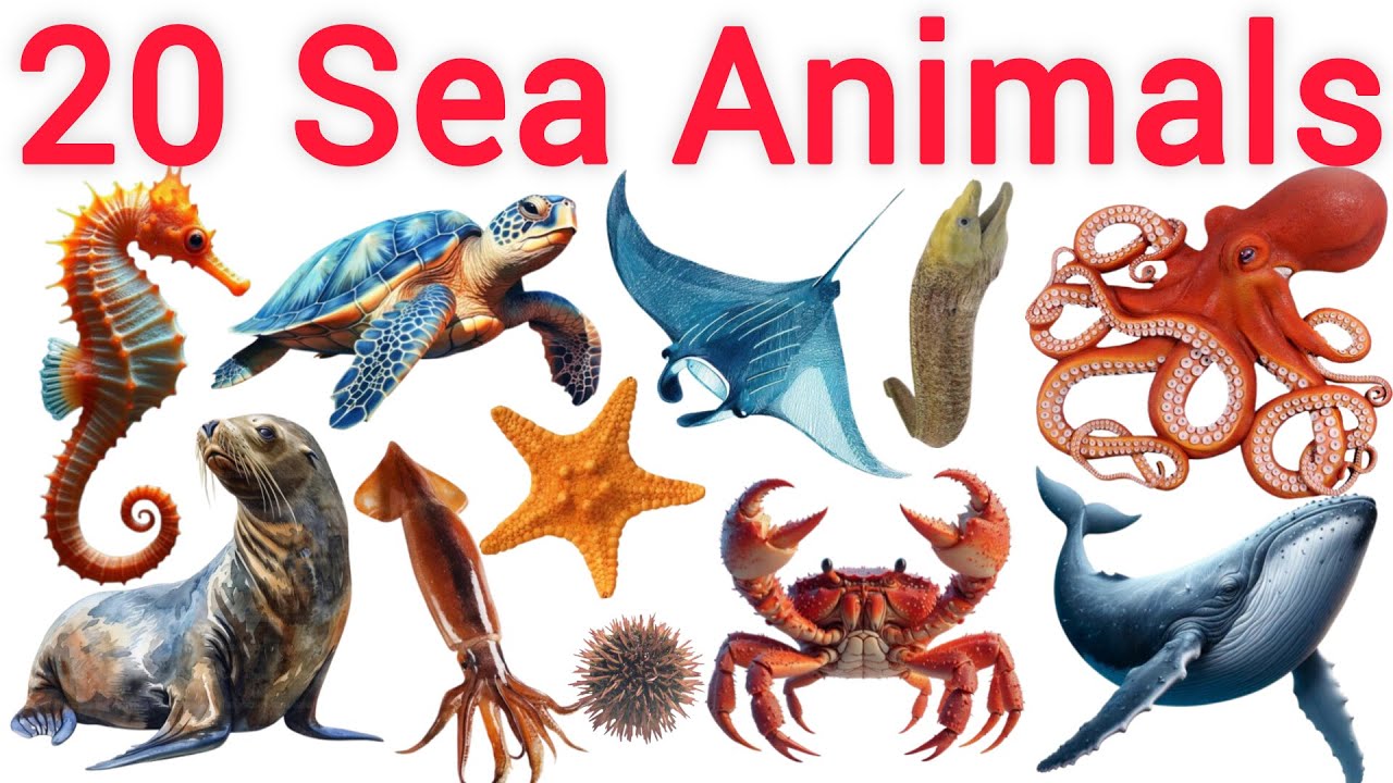 20 Sea Animals for Kids | Learn Ocean Animals Names with Pictures #kidslearning  #educationalvideos