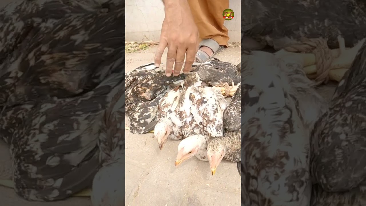 Chicken Market Price in Hyderabad Desi Murghi Itwaar Bazar Sunday Birds Market #citywalk #pk #shots